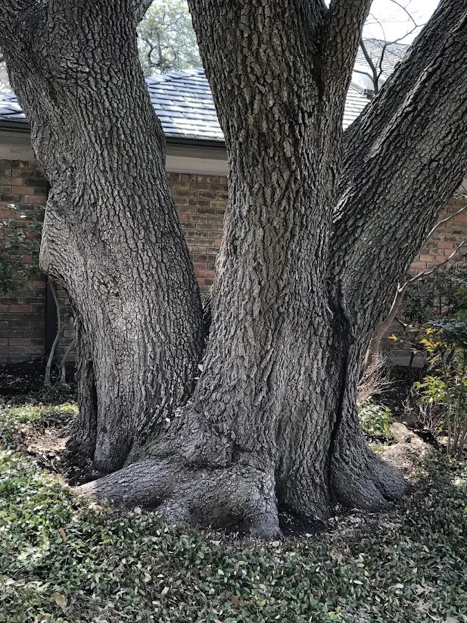 Mature heritage tree close to a Howells property cared for by certified arborists